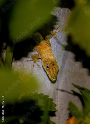 Vertical shot of an anolis cybotes behind plant leaves photo