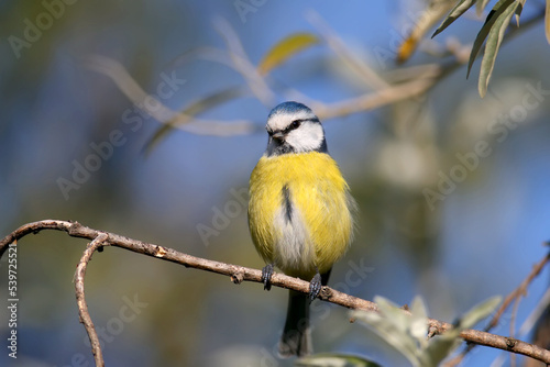 The Eurasian blue tit (Cyanistes caeruleus) shot close-up sitting on a branch of a silver berry