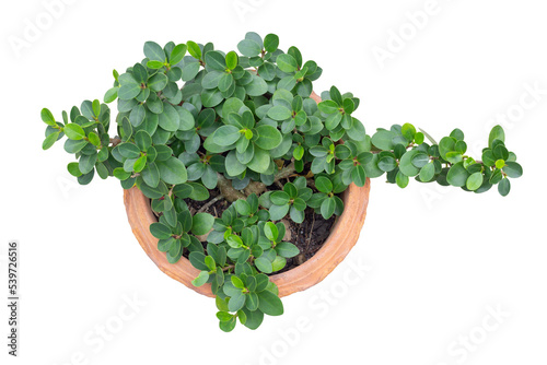 Top view of Ficus microcarpa in pot isolated on white background included clipping path.