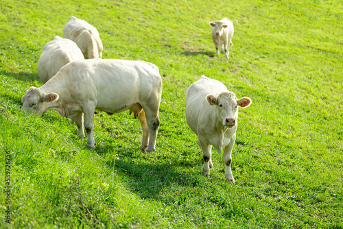 White cows in the pasture on a sunny summer day.