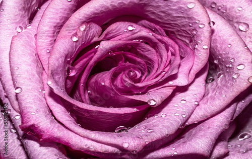 close-up of pink rose petals with dew drops