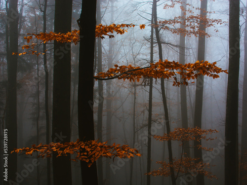 autumn in the forest © Mario