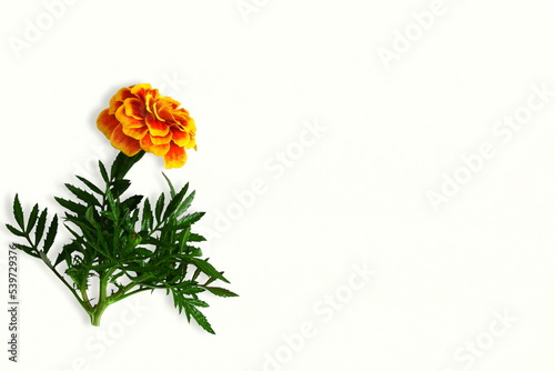   colorful marigold flower in white background for hindu religious,marriage invitation,diwali,new year,ganesh chaturthi,festival,nature related concept,Selective focus closeup with copy space © gv image