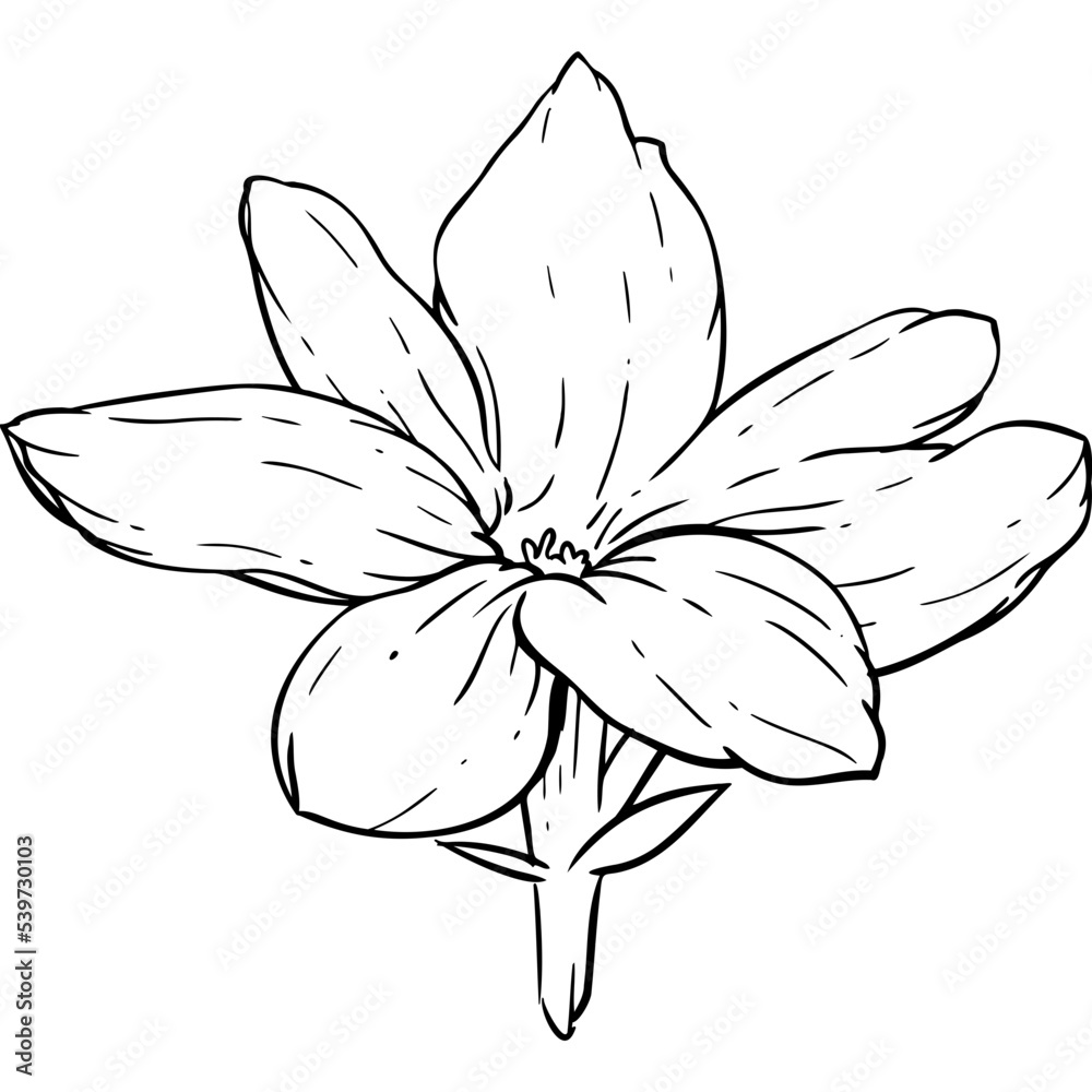 Fototapeta premium jasmine Elements and illustration