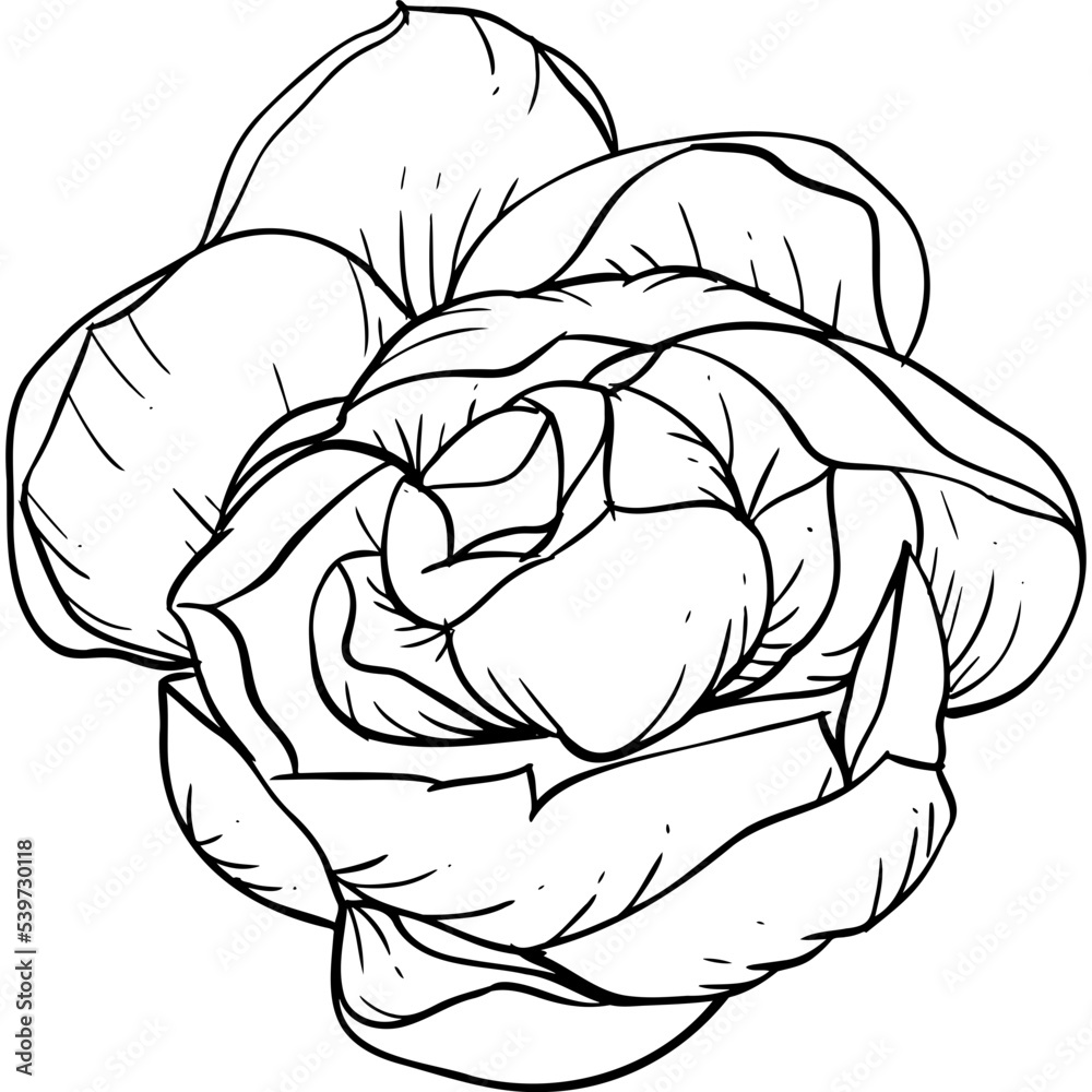 jasmine Elements and illustration jasmine Elements and illustration