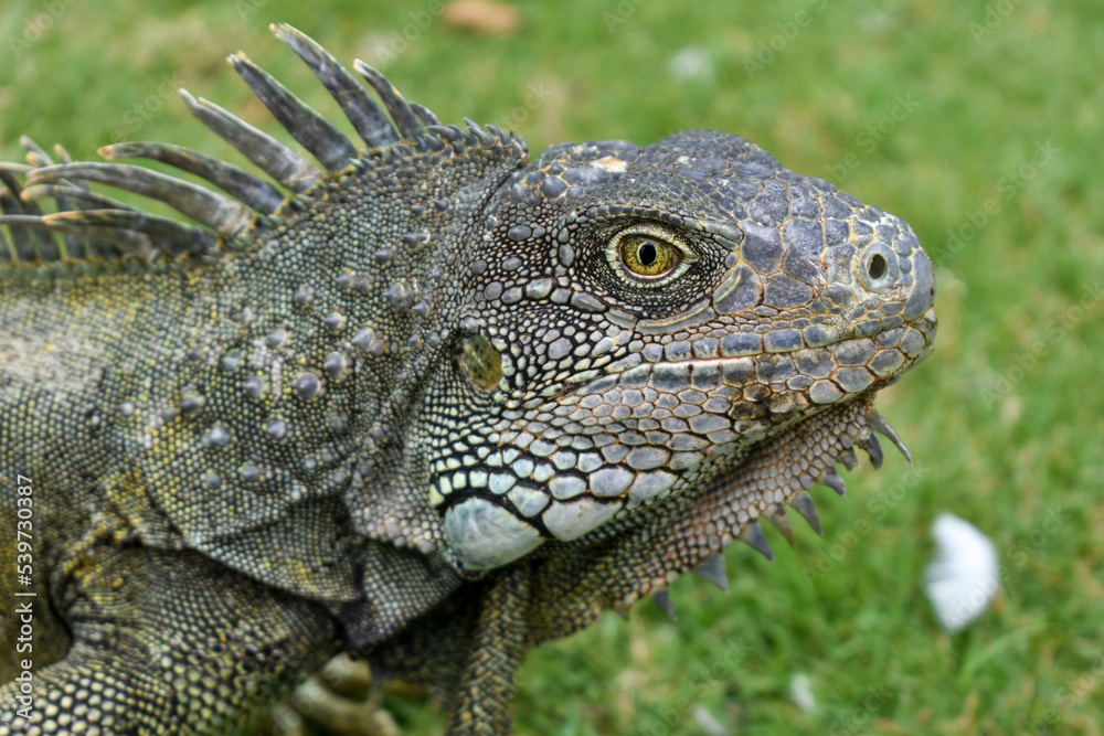 iguana in the grass