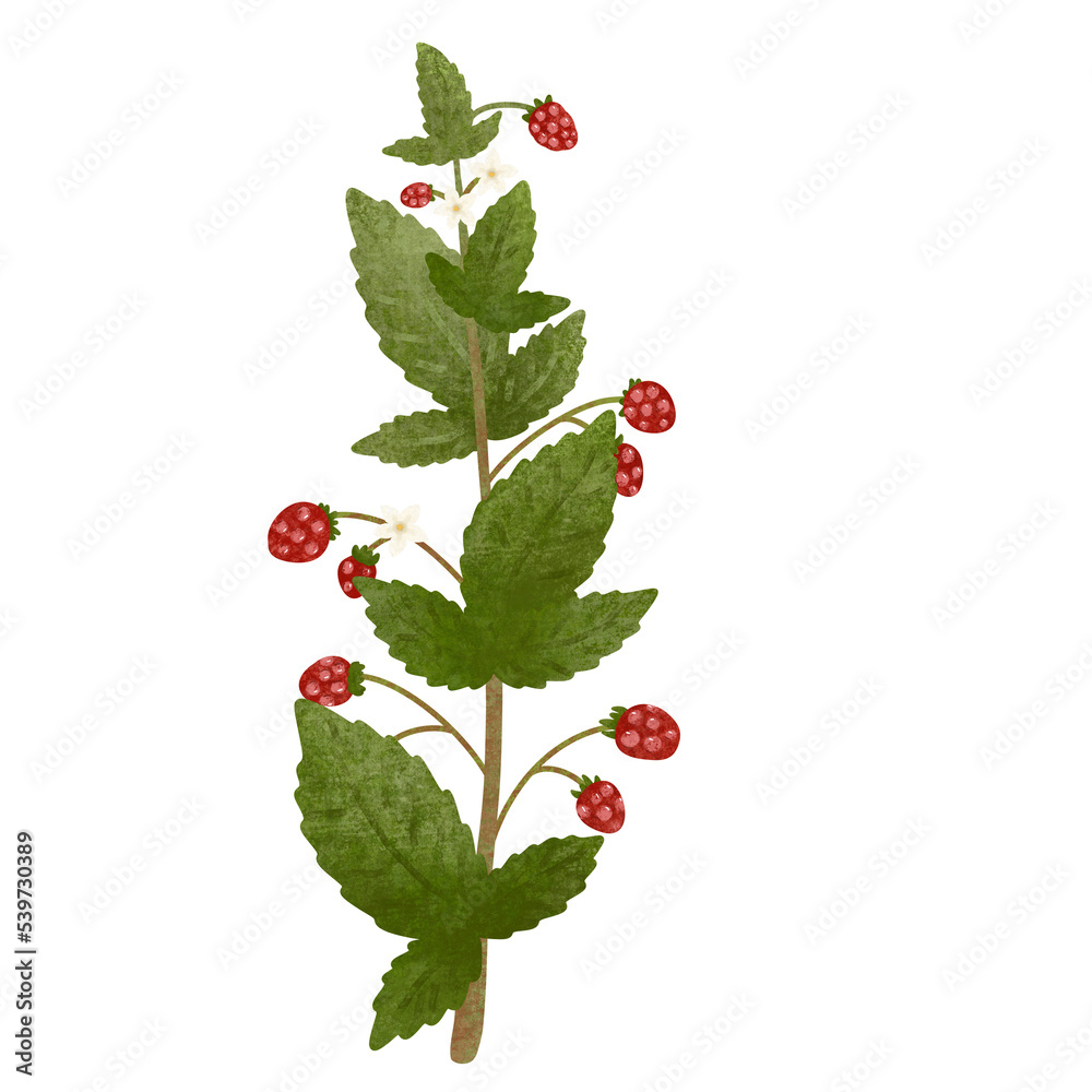 Raspberry bush with brunch and leaves isolated with no background