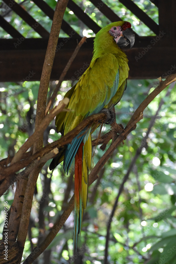 Obraz premium Guayaquil Macaw