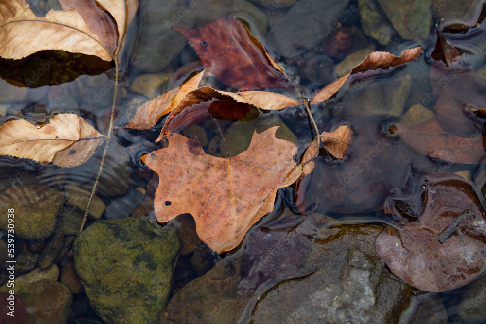Autumn leaves in water background