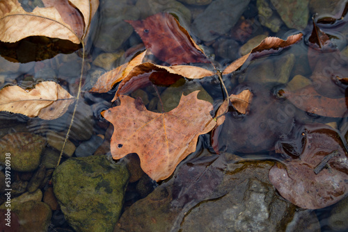 Autumn leaves in water background