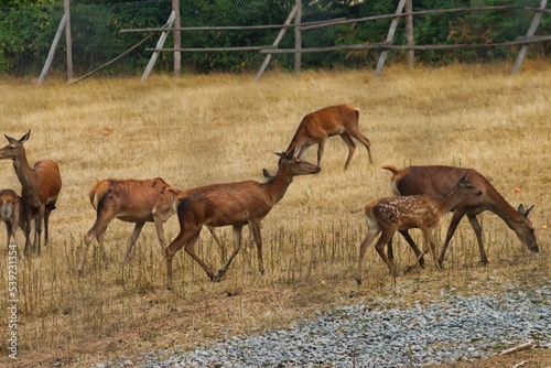 Fototapeta Naklejka Na Ścianę i Meble -  Deer and fawns grazing on grassy field
