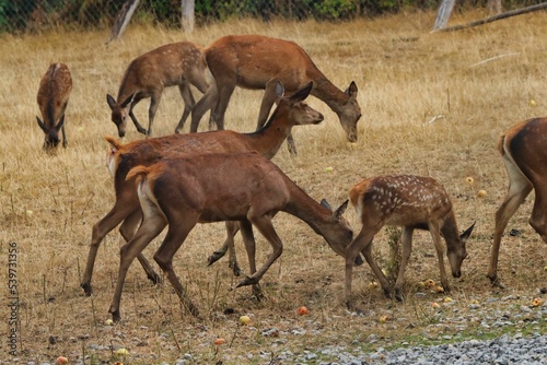Fototapeta Naklejka Na Ścianę i Meble -  Deer and fawns grazing on grassy field