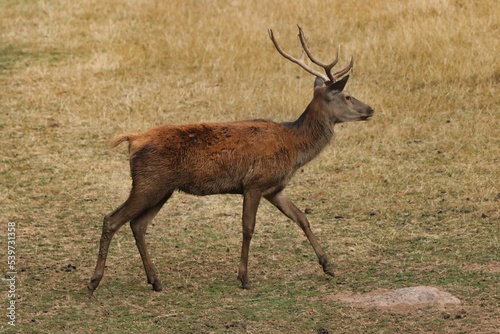 Fototapeta Naklejka Na Ścianę i Meble -  Deer walking on grassy field