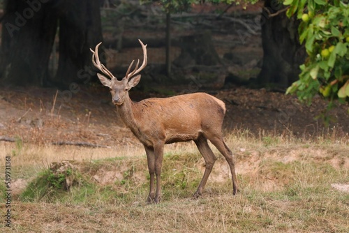Fototapeta Naklejka Na Ścianę i Meble -  Deer walking on grassy field