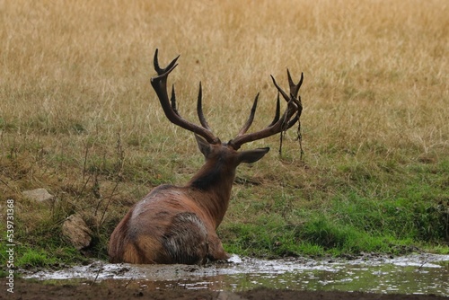 Fototapeta Naklejka Na Ścianę i Meble -  Deer lying on grassy field near the pond