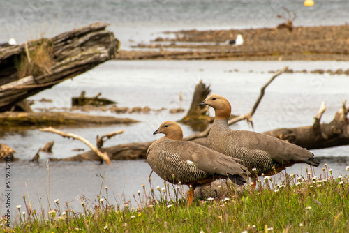 wild geese in patagonia