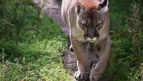 Beautiful Canadian Cougar, Puma Concolor hunting in wildlife at Canada forest in morning sun rays. 4k 120fps super slow motion raw footage 