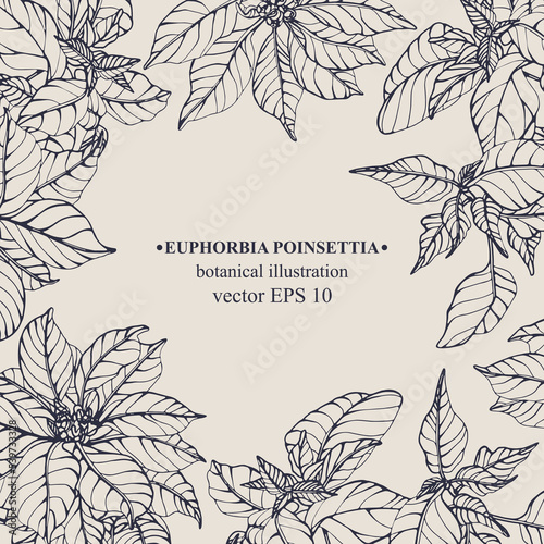 Vector hand darwn Euphorbia Poinsettia frame. Botanical illustration for backdrop, cover design