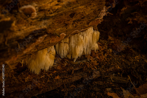 Lions mane mushroom on a dead log