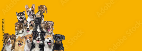 Photography A bunch of dogs looking in all directions on dark yellow background