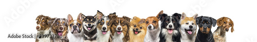 Banner, large group of head shot dogs looking at the camera isolated on white