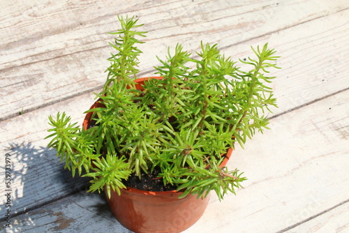 Rozchodnik ościsty Aureum Sedum reflexum