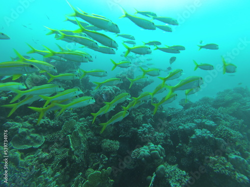 Underwater inhabitants of the Red Sea