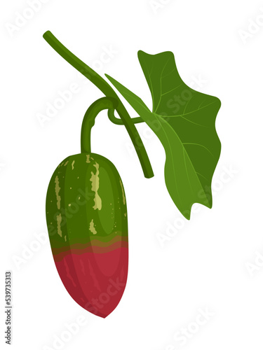 Vector illustration, Coccinia grandis or ivy gourd, isolated on white background