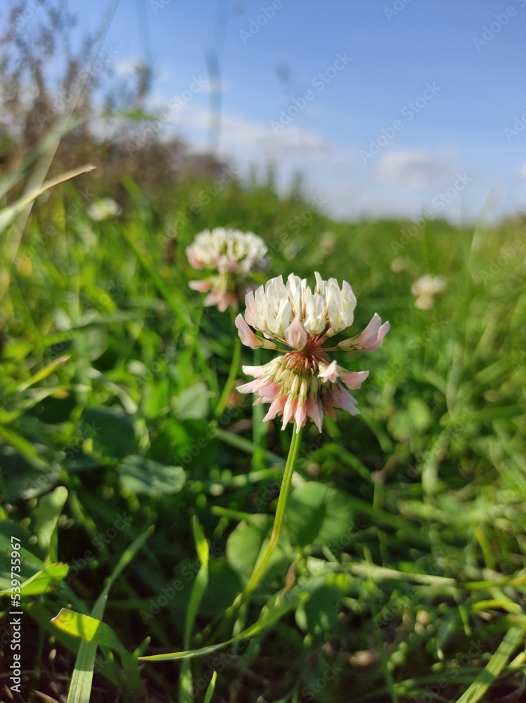 flower of a clover in the field flower of a clover in the field