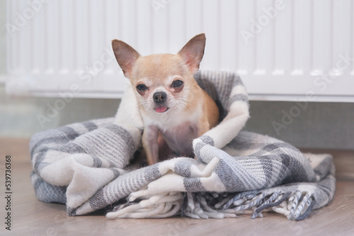 Sad frozen little small puppy Chihuahua lying on floor in plaid, blanket near heating radiator at home. Cold winter in Europe countries cities. Dog freezing in living room warming. Rising costs of gas
