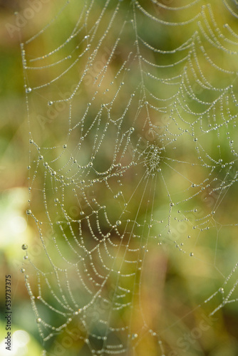 Cobweb in dew drops
