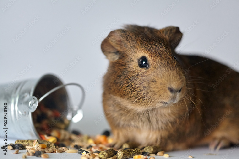 View of Cute little brown guinea pig nibbles pet food on white background ...