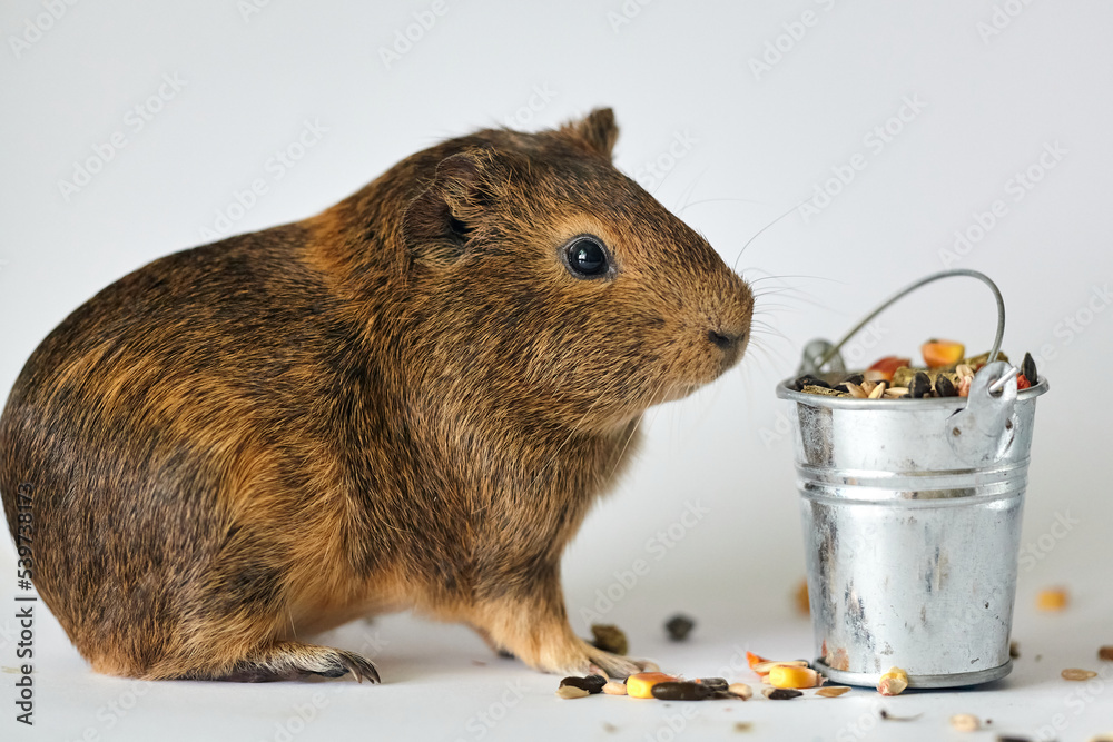 View of Cute little brown guinea pig nibbles pet food on white background ...