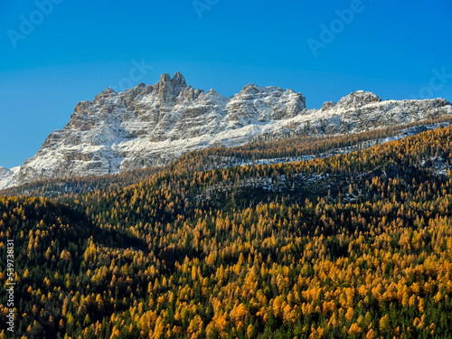 Autumn foliage in the woods at the foot of Monte Cristallo, overlooking the Belluno Dolomites, Cortina d'Ampezzo, Veneto, Italy, Europe. 
