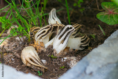 White Clathrus archeri, also known as octopus stinkhorn mushroom or devil`s fingers. Found in Thailand. photo