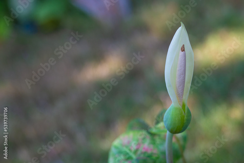 Flower of Caladium bicolor is regarded as the 