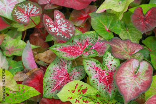 Caladium bicolor is regarded as the 
