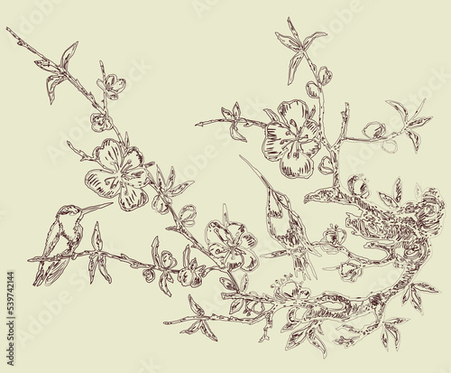 Contour drawing of two hummingbirds on branch blossoming cherry tree