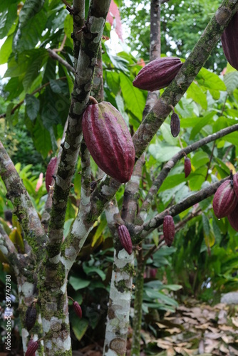 Kakao Baum