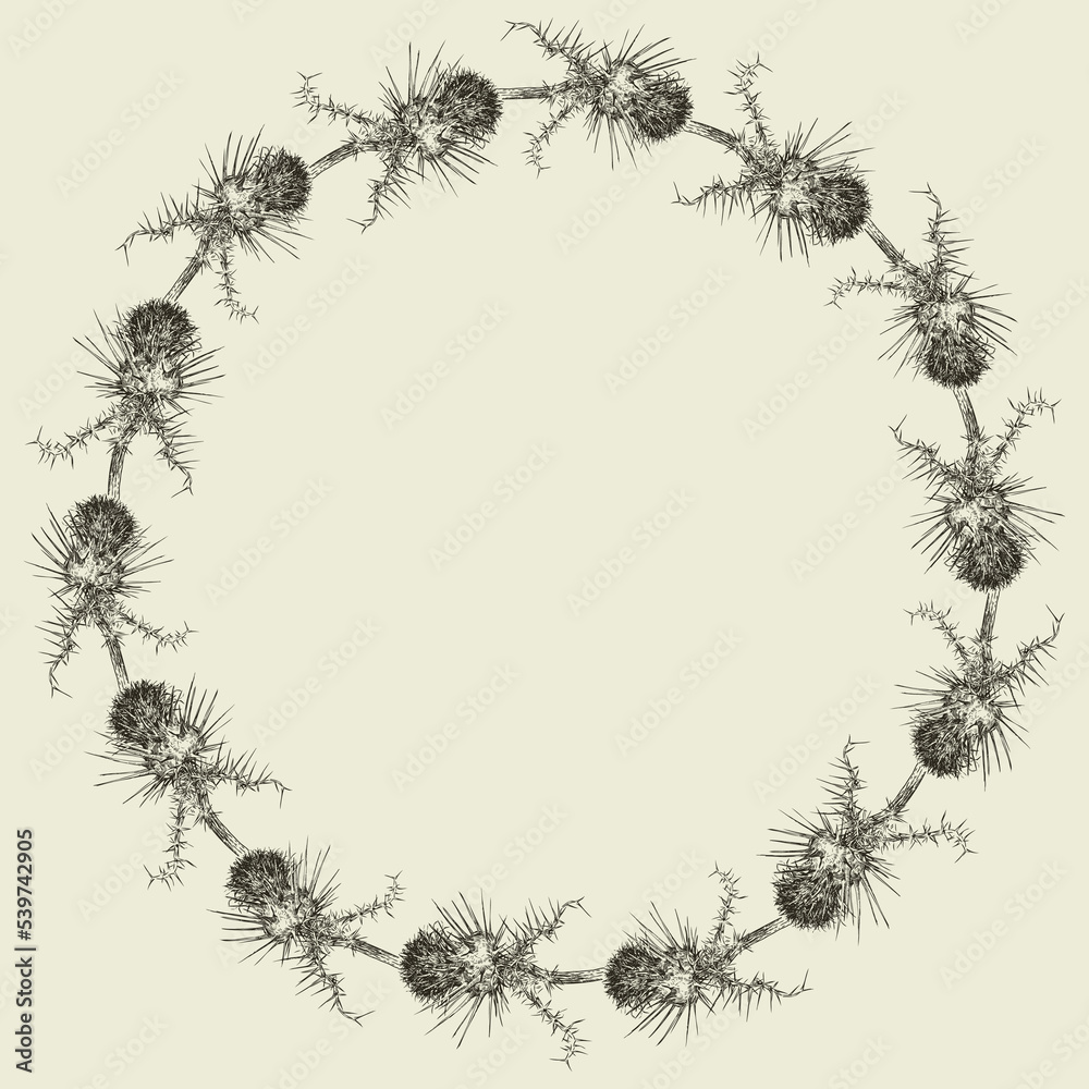 Floral wreath from sketches dry thistle flowers Floral wreath from sketches dry thistle flowers
