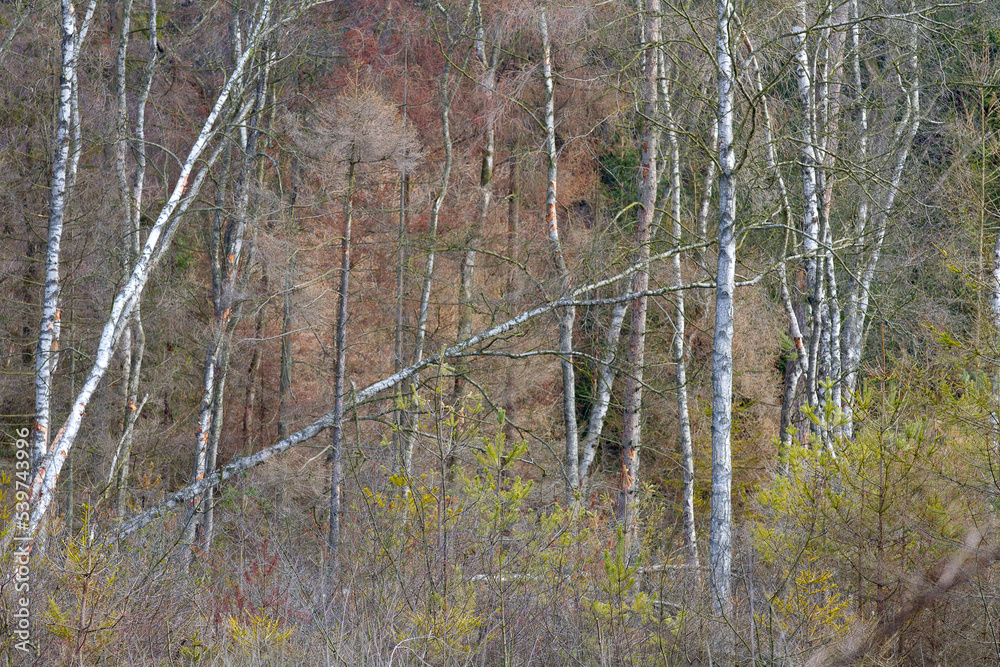 Fotografie Forest in Denmark north form copenhagen