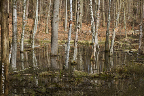Photography Forest in Denmark north form copenhagen