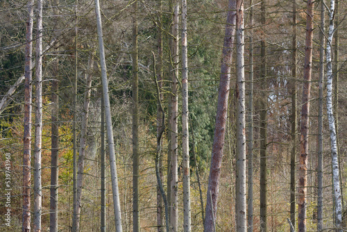 Fototapeta Naklejka Na Ścianę i Meble -  Forest in Denmark north form copenhagen