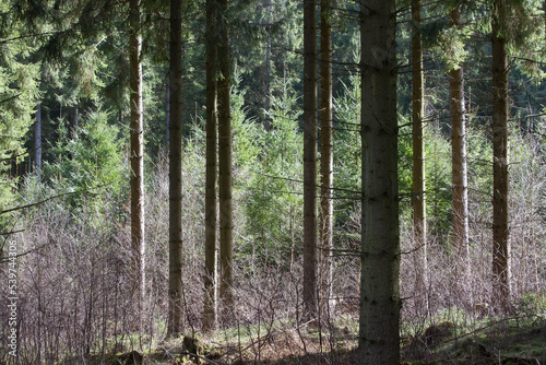 Canvas Print Forest in Denmark north form copenhagen