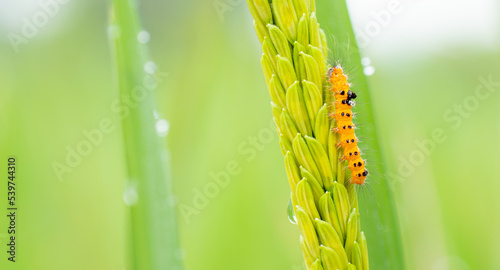 The yellow caterpillar, ten...