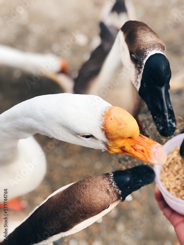 Close up ducks, see the details and expressions of ducks Large white heavy duck also known as America Pekin Duck, Long Island Duck, Pekin or Aylesbury Duck, 
