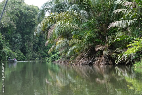 Kan  le im Regenwald