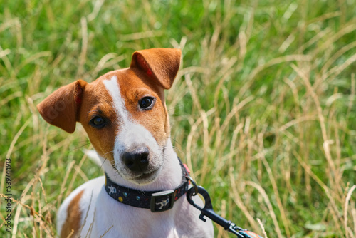 Crazy smiling dog jack russel terrier on green grass