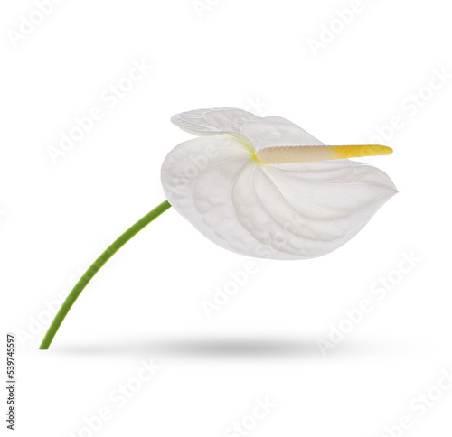   Spadix  White anthurium flower isolated on transparent background.  .PNG 