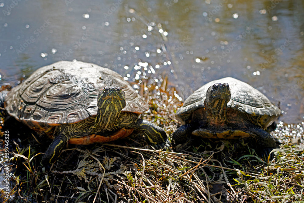 A picture of many red-eared slider terrapin turtles florida in swamp A picture of many red-eared slider terrapin turtles florida in swamp